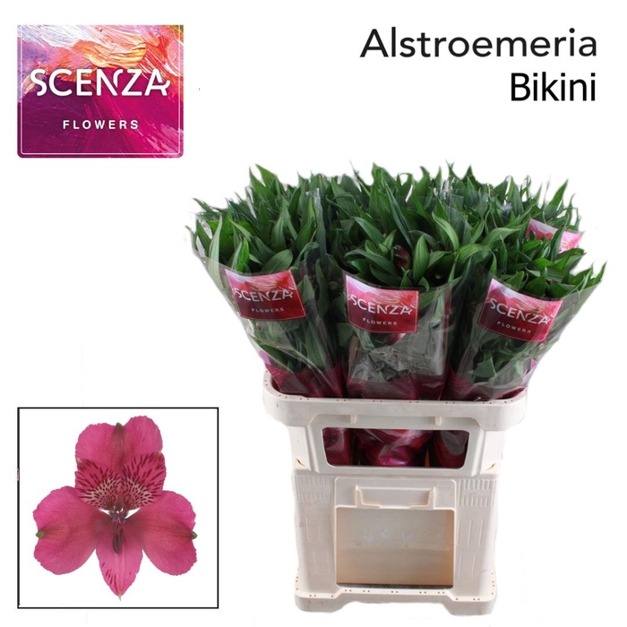 <h4>ALSTR BIKINI</h4>