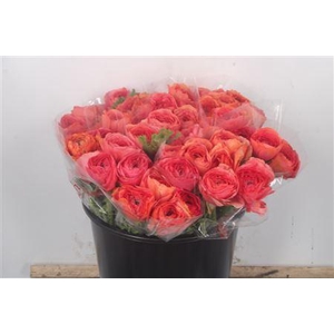 Ran.. Su Fragolino Extra X50