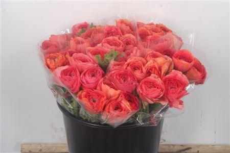 <h4>Ran.. Su Fragolino Extra X50</h4>