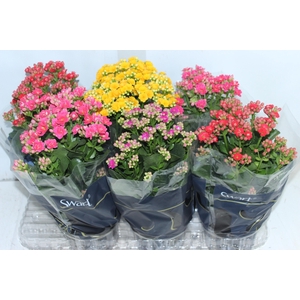 KALANCHOE DOBRADO P15