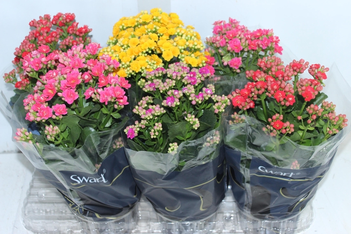 KALANCHOE DOBRADO P15