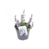 Nepeta