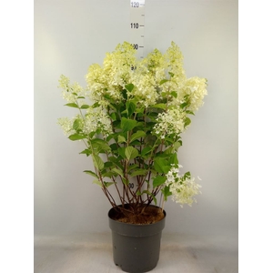Hydrangea pan.
