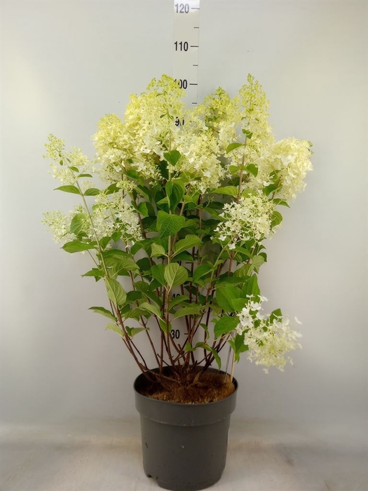 <h4>Hydrangea pan.</h4>