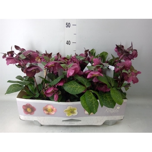 Helleborus  'Fkiss Charmer'