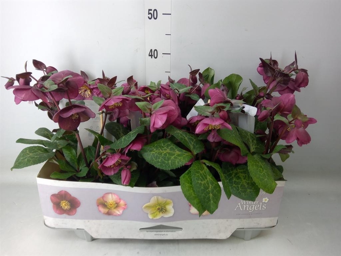<h4>Helleborus  'Fkiss Charmer'</h4>