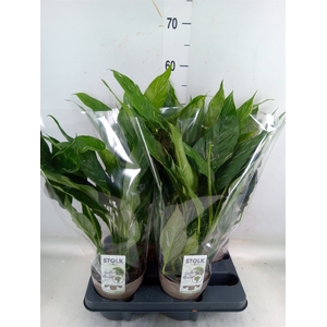 Spathiphyllum  'Diamond'