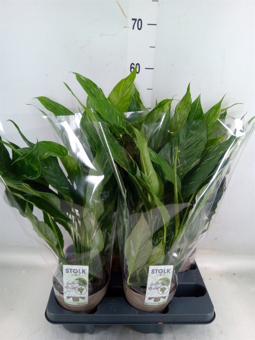 <h4>Spathiphyllum  'Diamond'</h4>