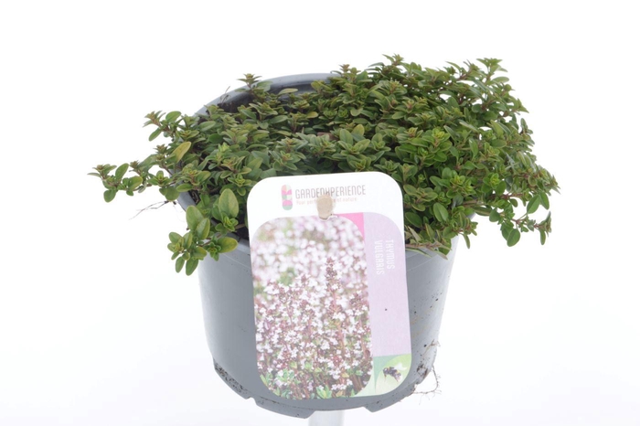 <h4>Thymus citr. Aureus</h4>