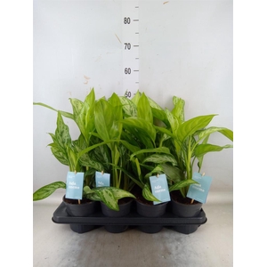 Aglaonema comm. 'Silver Queen'