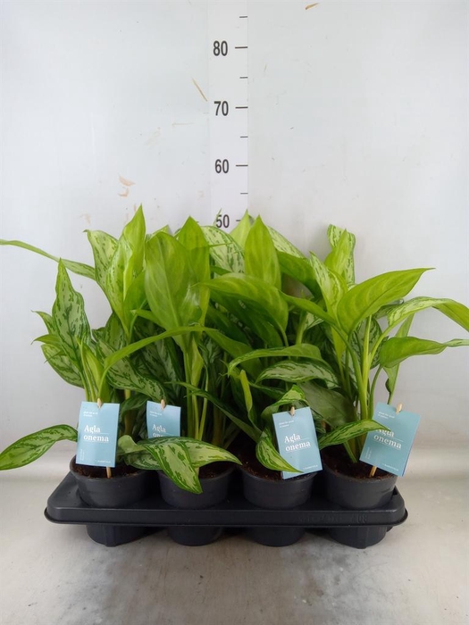 <h4>Aglaonema comm. 'Silver Queen'</h4>