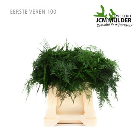ASPARAGUS SETACEUS EERSTE VEREN