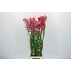 Nerine Pearl of Cherry