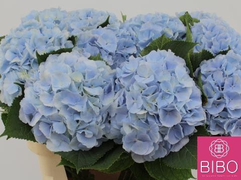 <h4>HYDR M CH VERENA BL</h4>