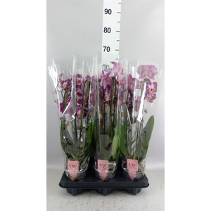 Phalaenopsis  'Ant Reims'