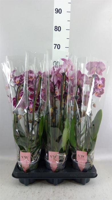 <h4>Phalaenopsis  'Ant Reims'</h4>