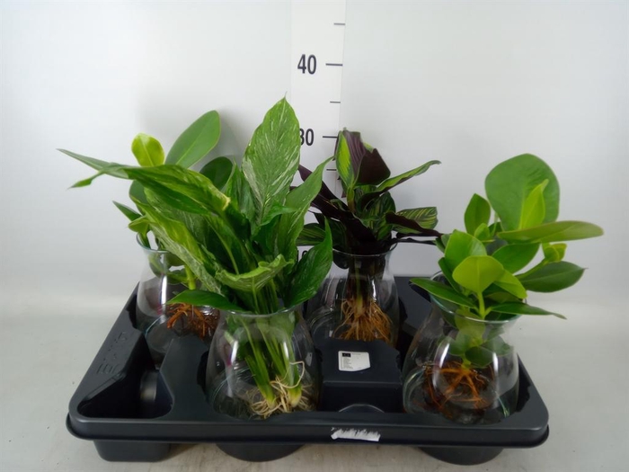 <h4>Planten  ..mix</h4>