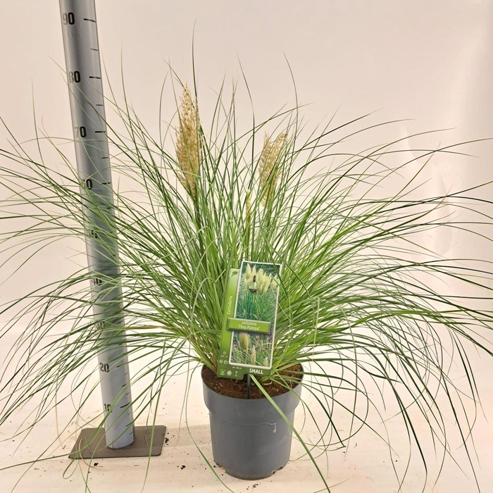 Cortaderia selloana Tiny Pampa