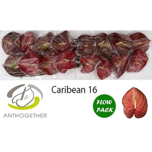 ANTH A CARIBEAN 16 Flow Pack