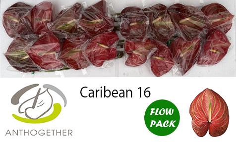 <h4>ANTH A CARIBEAN 16 Flow Pack</h4>