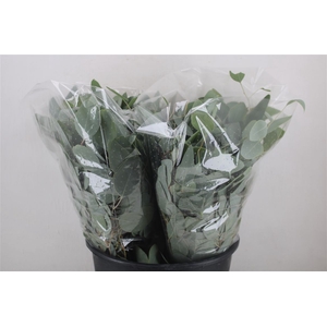 Euca Populus Short 150gr P Bunch
