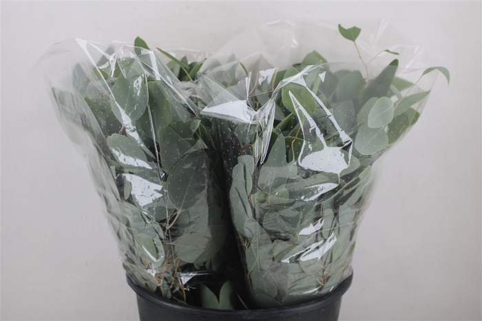 <h4>Euca Populus Short 150gr P Bunch</h4>
