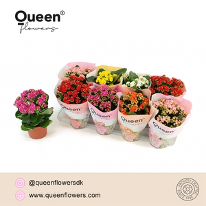 Kalanchoe Mix P12 Queen