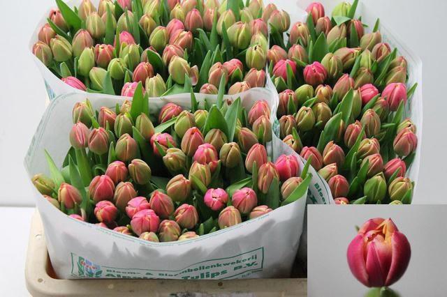 <h4>TU DU COLUMBUS</h4>