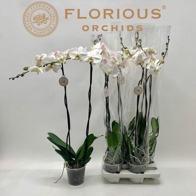 <h4>.Phalaenopsis overig wit</h4>