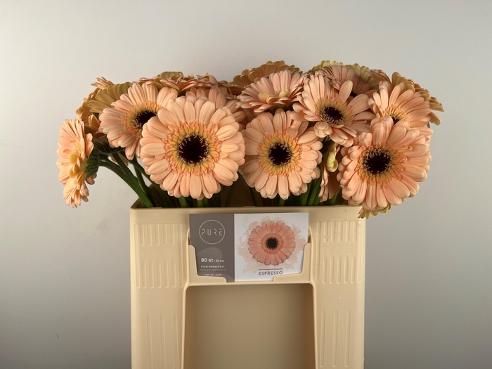 <h4>GE MI ESPRESSO</h4>