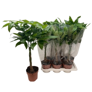PACHIRA AQUATICA