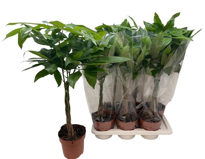 <h4>PACHIRA AQUATICA</h4>