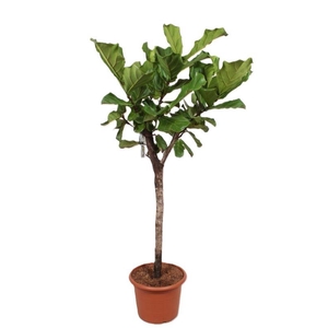 Ficus Lyrata stam