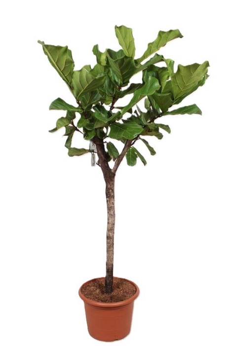 <h4>Ficus Lyrata stam</h4>