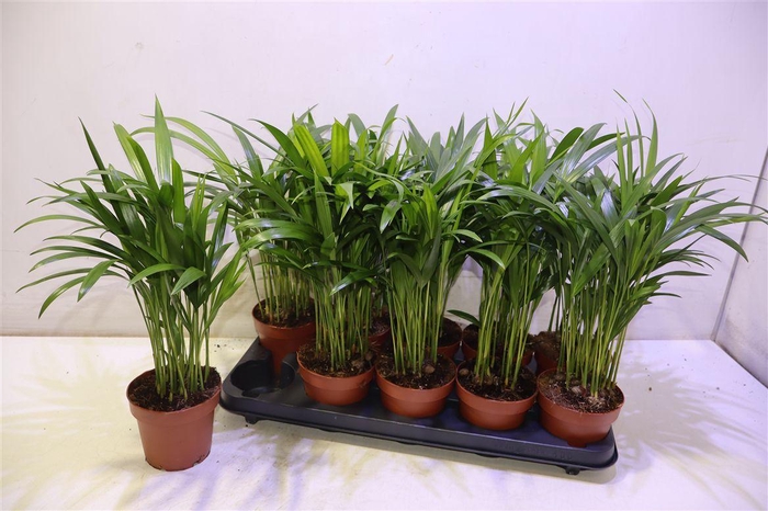 <h4>Dypsis Lutescens</h4>