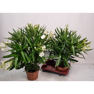 NERI OLEANDER