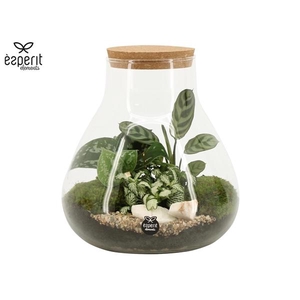 Arrangementen kamerplanten H%