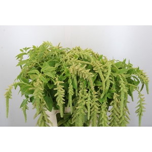 Amaranthus caudatus 'Viridis'