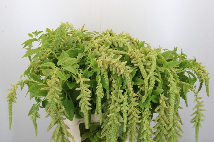 <h4>Amaranthus caudatus 'Viridis'</h4>