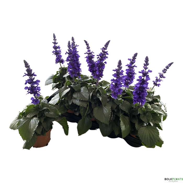 SALVIA MYS SPIRES BL