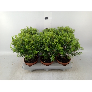 Myrtus communis