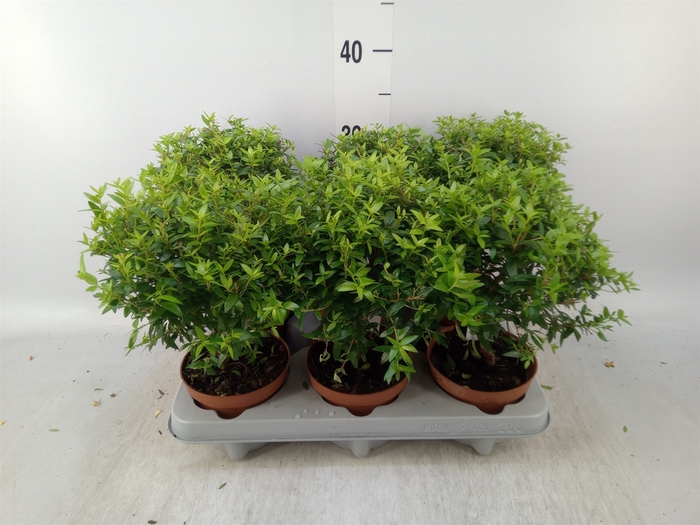 <h4>Myrtus communis</h4>