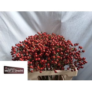 Rosa Magical Passoa Meer En Drecht