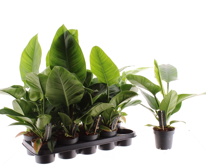 <h4>PHIL IMPERIAL GREEN</h4>