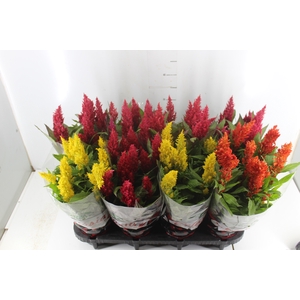 CELOSIA P14 VARIADO