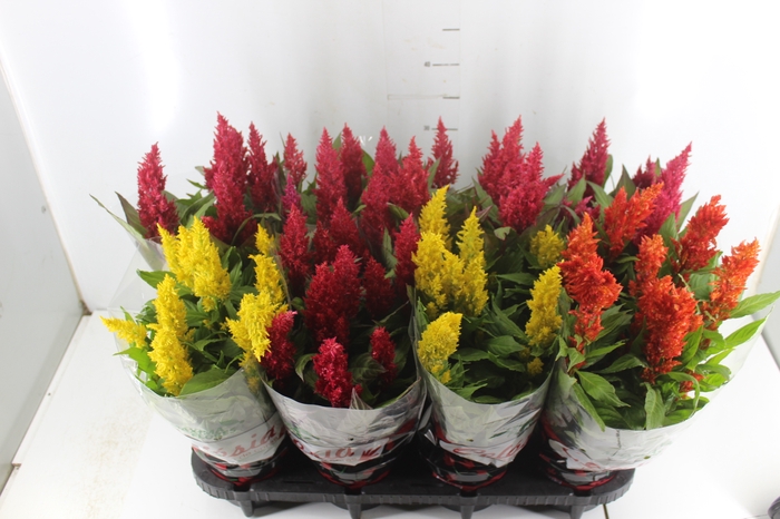 <h4>CELOSIA P14 VARIADO</h4>