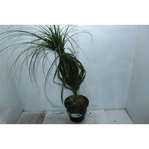BEAUCARNEA P24