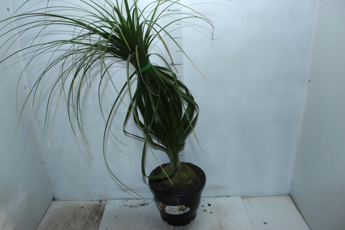 <h4>BEAUCARNEA P24</h4>