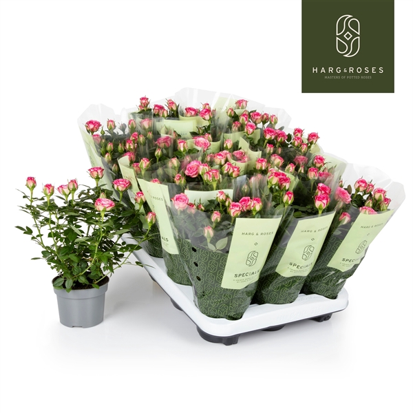 <h4>Rosa Kordana Carousel (Wit/Licht Roze)</h4>