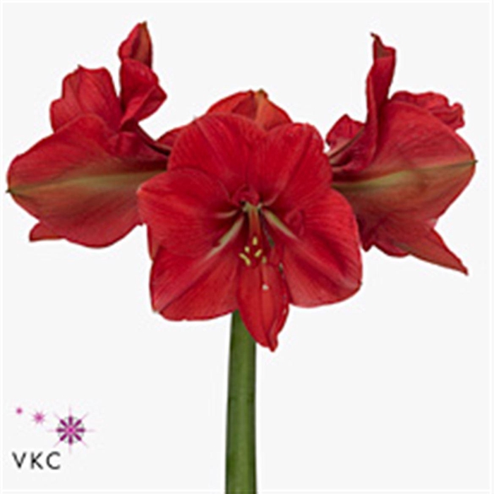 <h4>Hipp Hercules</h4>